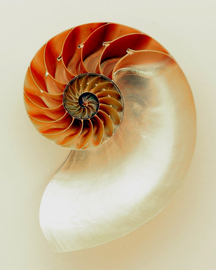 Nautilus seashell
